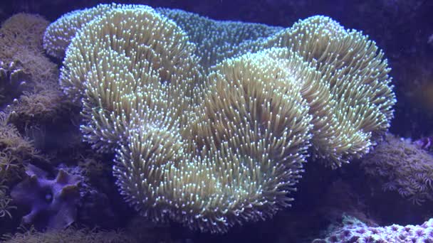 Tengeri élet víz alatti tengeri kökörcsin — Stock videók