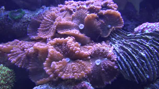 Seeanemone unter Wasser — Stockvideo