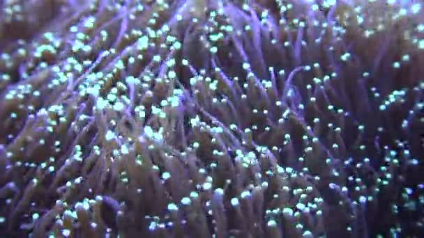 Färgglada undervattens havsanemon — Stockvideo