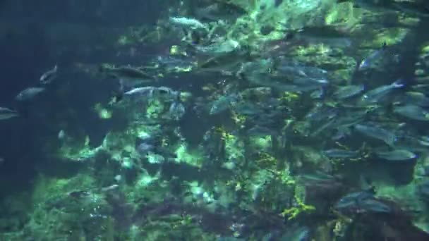 Poissons nageant sous l'eau en mer — Video