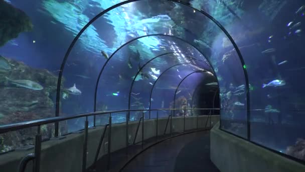 Тоннель и стекло в аквариуме — стоковое видео