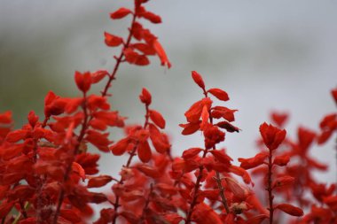 Bir Kızıl Çiçek Bitkisi ve Doğa