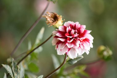 Bir Beyaz ve Kırmızı Çiçek Bitkisi