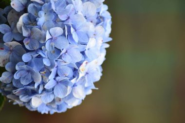 Yumuşak Arkaplanı Olan Bir Açık Hava Çiçeği