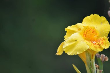 Bir Güzel Sarı Çiçek Açık Hava Bitkisi