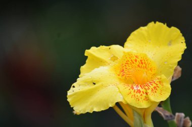 Bir Güzel Sarı Çiçek Açık Hava Bitkisi