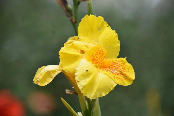 En gul blomma i trädgården — Stockfoto