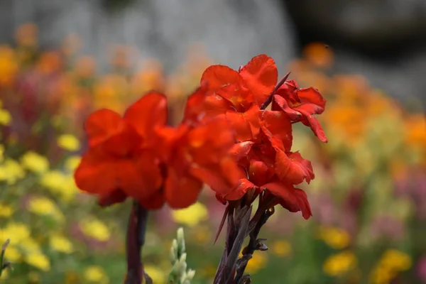 En röd blomma i naturträdgården — Stockfoto