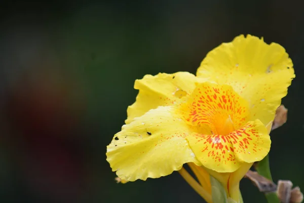 En vacker gul blomma utomhus växt — Stockfoto