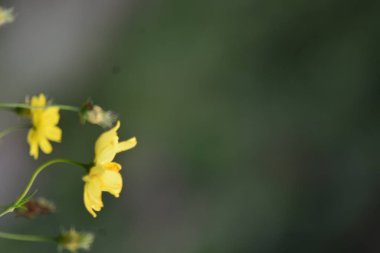 Bahçedeki Güzel Sarı Çiçek