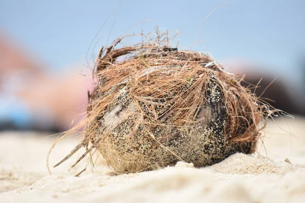 Een kokosnoot Shell op Sandy Beach — Stockfoto