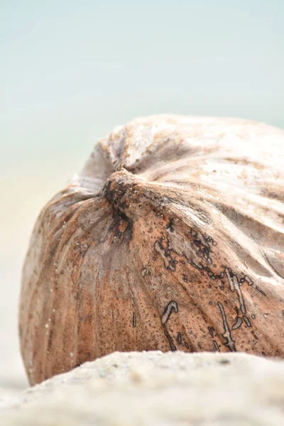 Kokosnoot Zaad Op Zand Aan Strand — Stockfoto