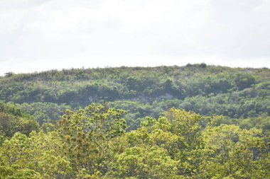 Ormanlı Tepe Manzarası