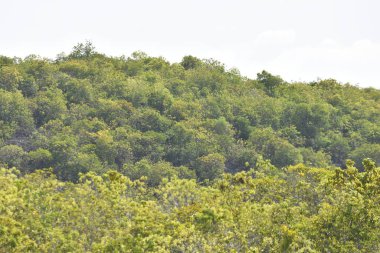 Tepedeki Yeşil Orman Ağaçları