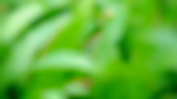 Fundo Abstrato Verde Soft Blur — Fotografia de Stock