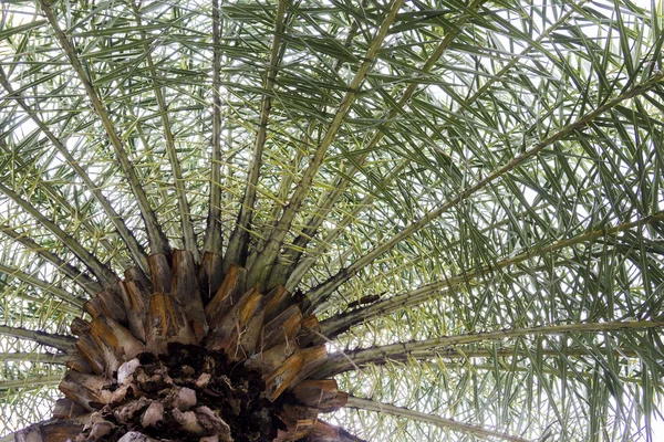 园中的棕榈树， — 图库照片