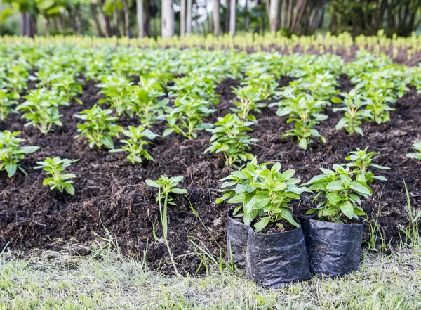 Bäume im Garten — Stockfoto