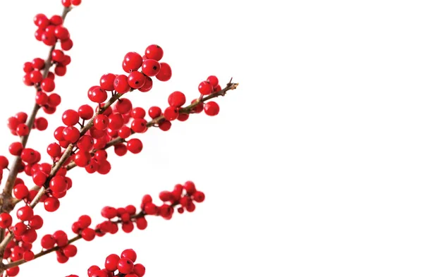 Ilex Okręgowa lub winterberry holly na białym tle — Zdjęcie stockowe
