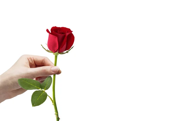 Young woman hand holding red rose on white background — Stock Photo, Image