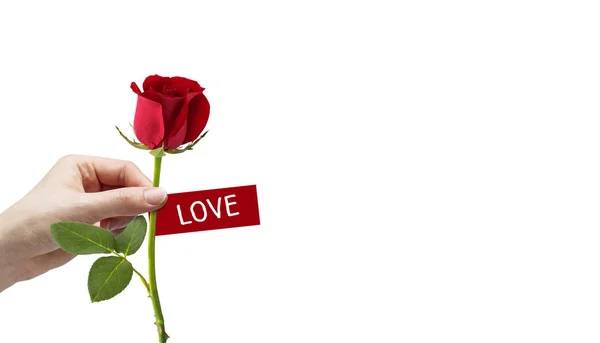 Young woman hand holding red rose with love message — Stock Photo, Image
