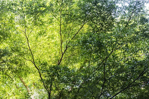 Hojas verdes en el jardín — Foto de Stock