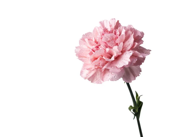 Garofano rosa fiore isolato su sfondo bianco con percorso di ritaglio — Foto Stock