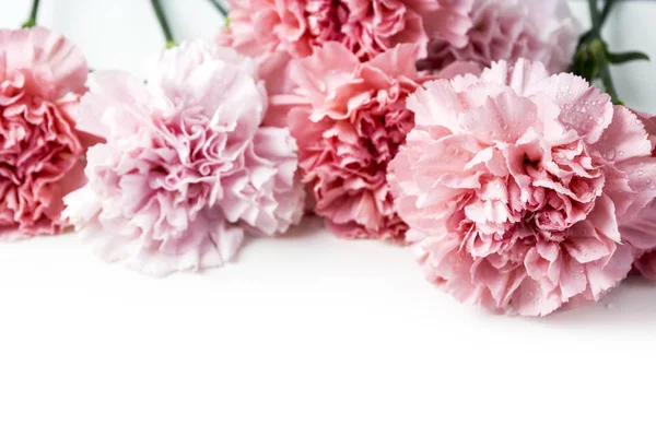 Rózsaszín szegfű virág elszigetelt fehér háttér — Stock Fotó