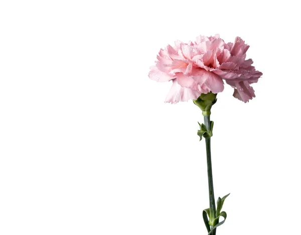 Garofano rosa fiore isolato su sfondo bianco con percorso di ritaglio — Foto Stock