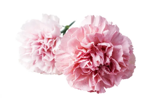 Розовые гвоздичные цветы на белом фоне — стоковое фото