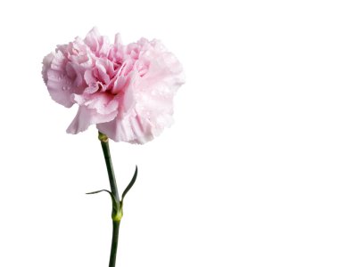 Kırpma yolu ile beyaz arka plan üzerinde izole pembe karanfil çiçek