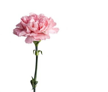Kırpma yolu ile beyaz arka plan üzerinde izole pembe karanfil çiçek 