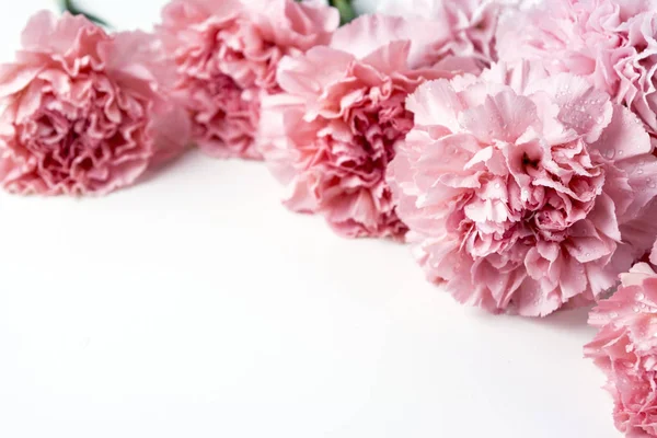 Flor de clavel rosa sobre fondo blanco — Foto de Stock