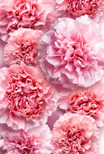 Mödrar dag begreppet rosa nejlika blommor bakgrund — Stockfoto
