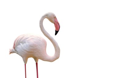 Flamingo beyaz arkaplanda izole edildi