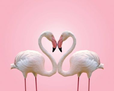 Love concept shape heart of couple flamingo on pink background clipart