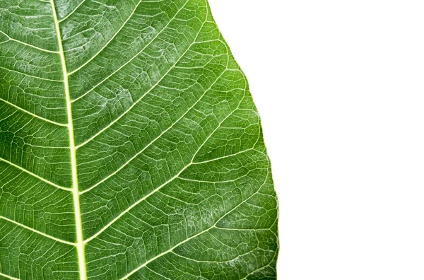 Fresh green leaf texture isolated on white background with clipping path — Stock Photo, Image