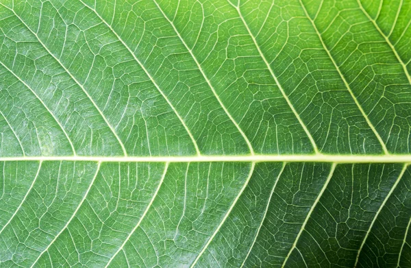 新鲜的绿色菩提叶纹理背景 — 图库照片