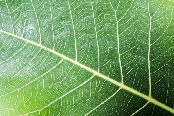 Fresh green bodhi leaf texture background — Stock Photo, Image