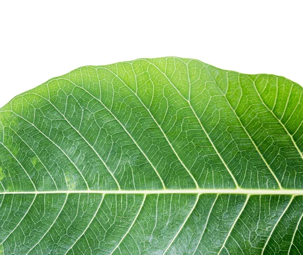 Tekstura świeżych zielonych liści na białym tle na białym tle ze ścieżką przycinającą — Zdjęcie stockowe