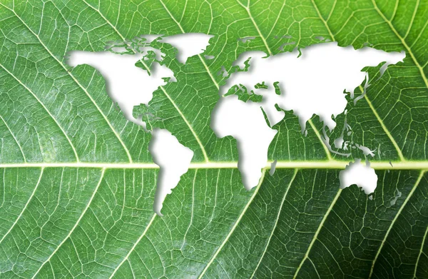 Ecology and think green concept of world map on fresh green leaf texture background — Stock Photo, Image