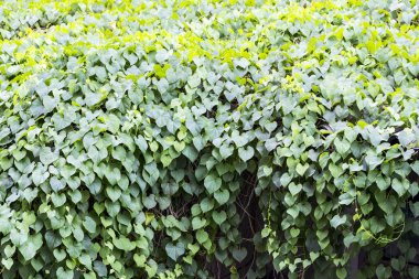 Taze yeşil şekil kalp çatıda bırakır.