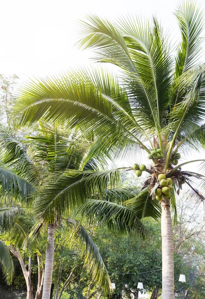 花园里的椰子树 — 图库照片