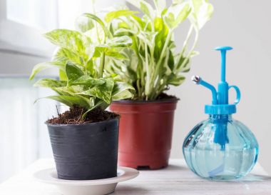 Ev ve Bahçe Dekorasyonu yatak odası penceresi, altın pothos
