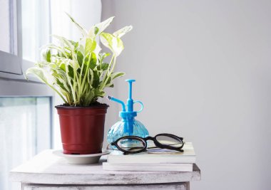 Ev ve Bahçe Dekorasyonu Epipremnum aureum yatak odasında