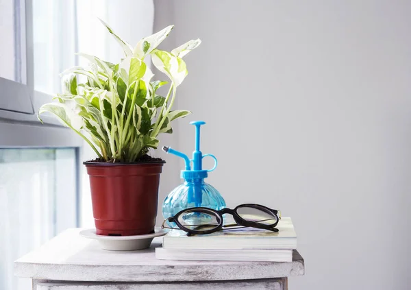 Decoración de hogar y jardín de Epipremnum aureum en el dormitorio — Foto de Stock