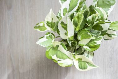 Üstten Görünüm Epipremnum aureum yatak odasında ev ve Bahçe Dekorasyonu