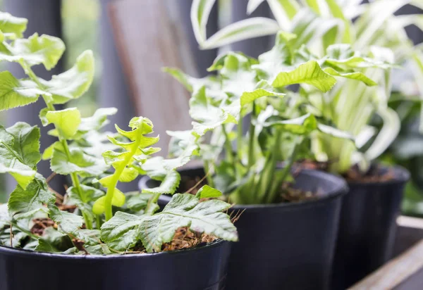 Huis en tuin concept van groene verlof varens in pot op balkon — Stockfoto