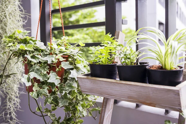 Casa e jardim conceito de planta de hera inglesa no pote na varanda — Fotografia de Stock