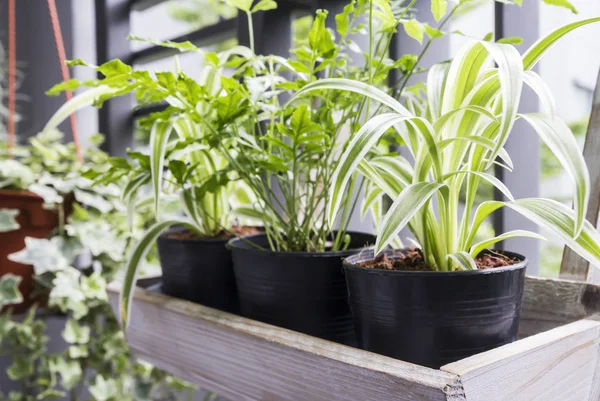 Concepto de hogar y jardín de planta de araña y helecho en maceta en el balcón — Foto de Stock