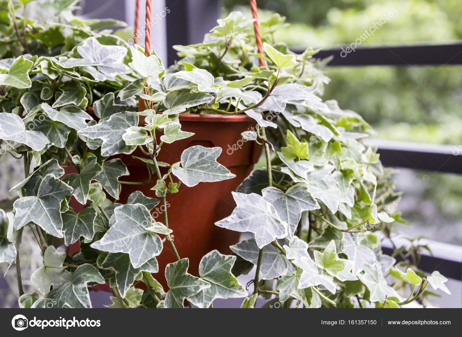Home and garden concept of english ivy plant in pot on the balcony